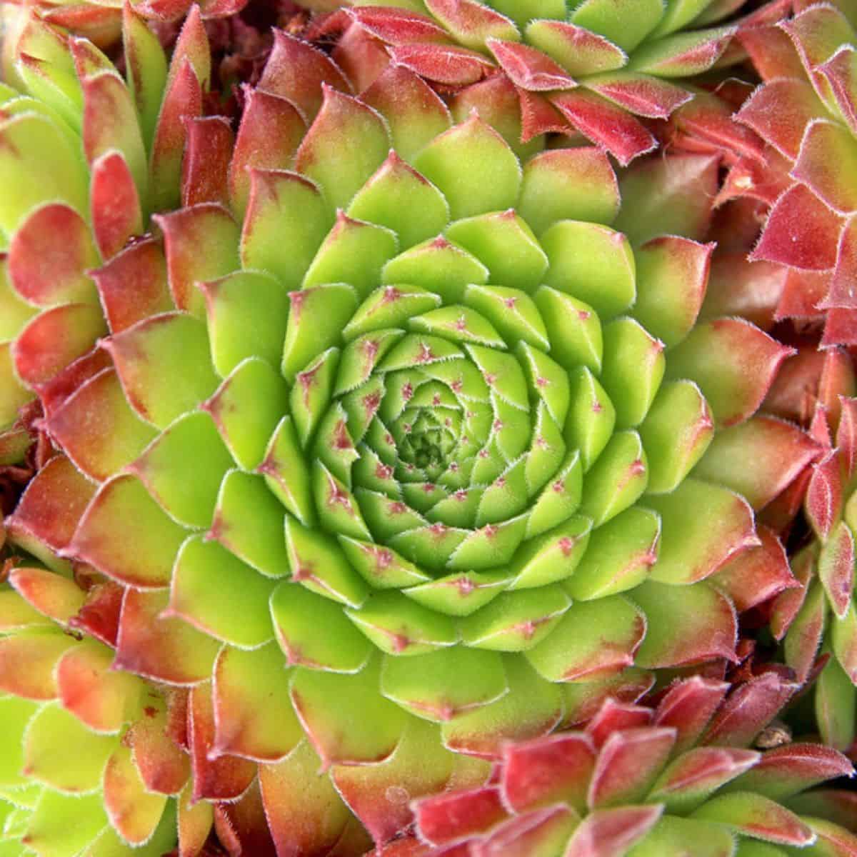 Sempervivum 'Andrenor'