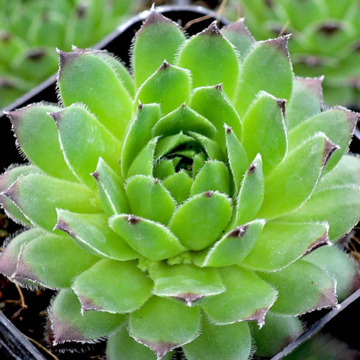 Sempervivum braunii
