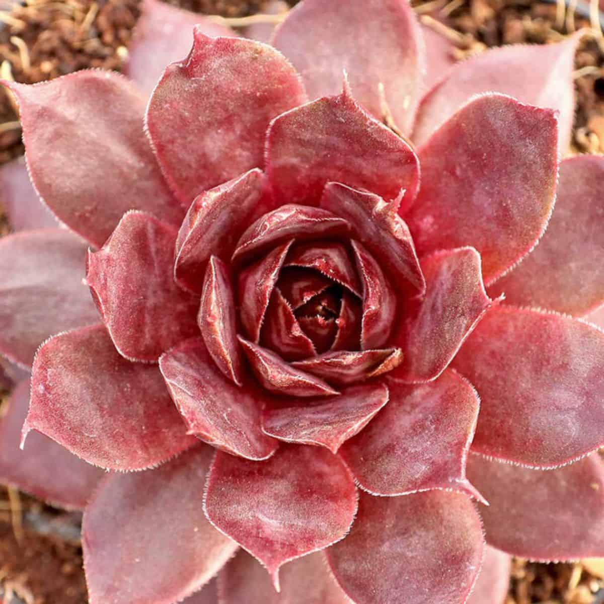 Sempervivum 'Temby'
