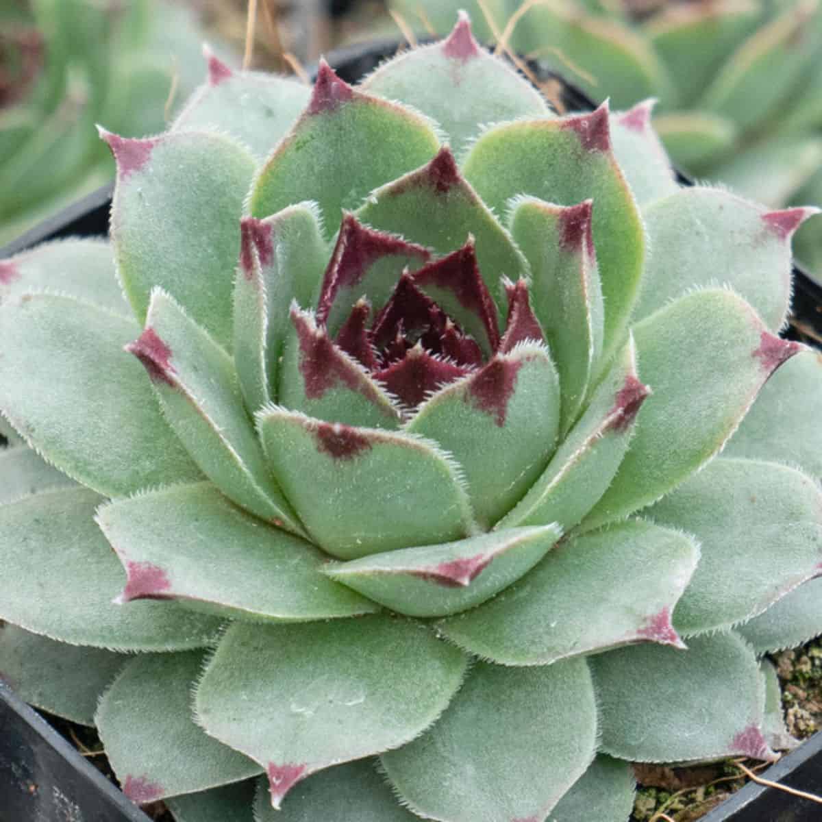 Sempervivum calcareum
