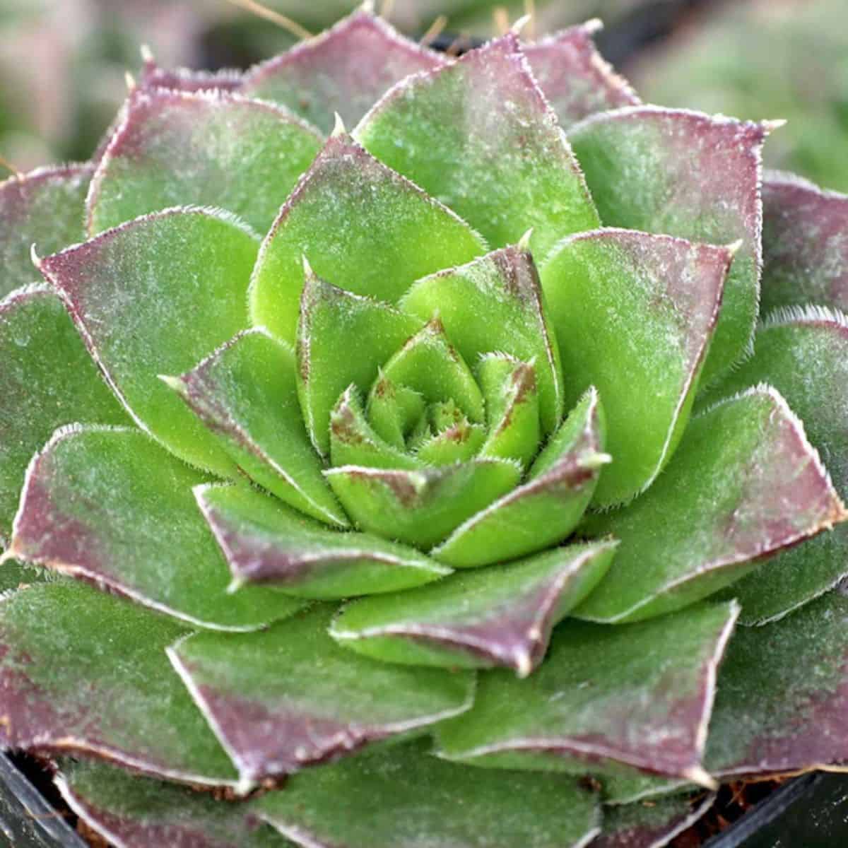 Sempervivum heuffelii 'ESP' in a pot.