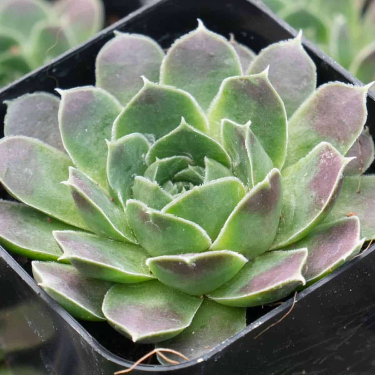 Sempervivum heuffelii 'Beacon Hill' in a pot.