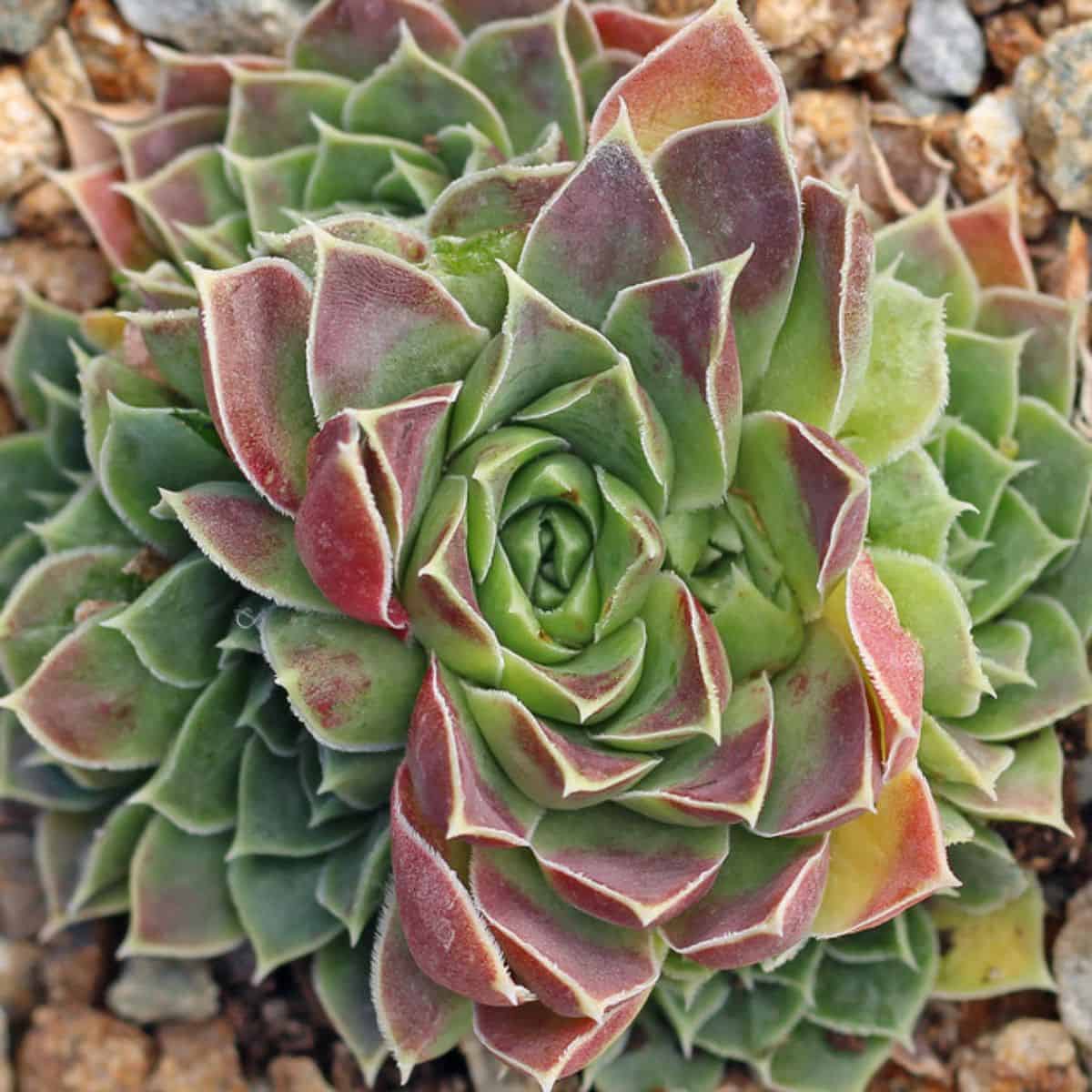 Sempervivum heuffelii 'Cameo'