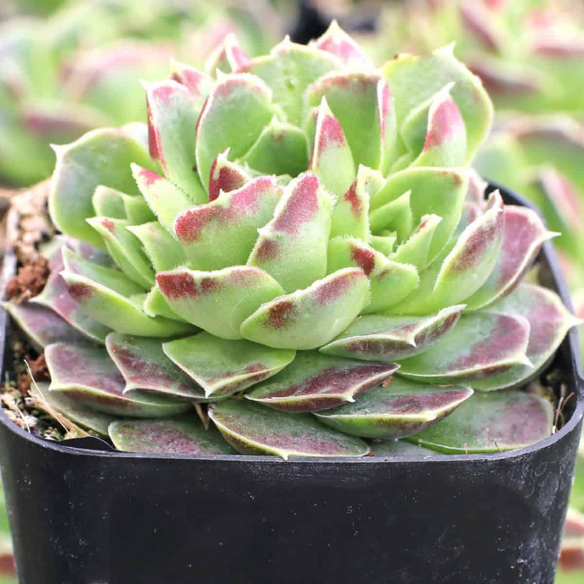 Sempervivum heuffelii 'Coral Reef' in a pot.