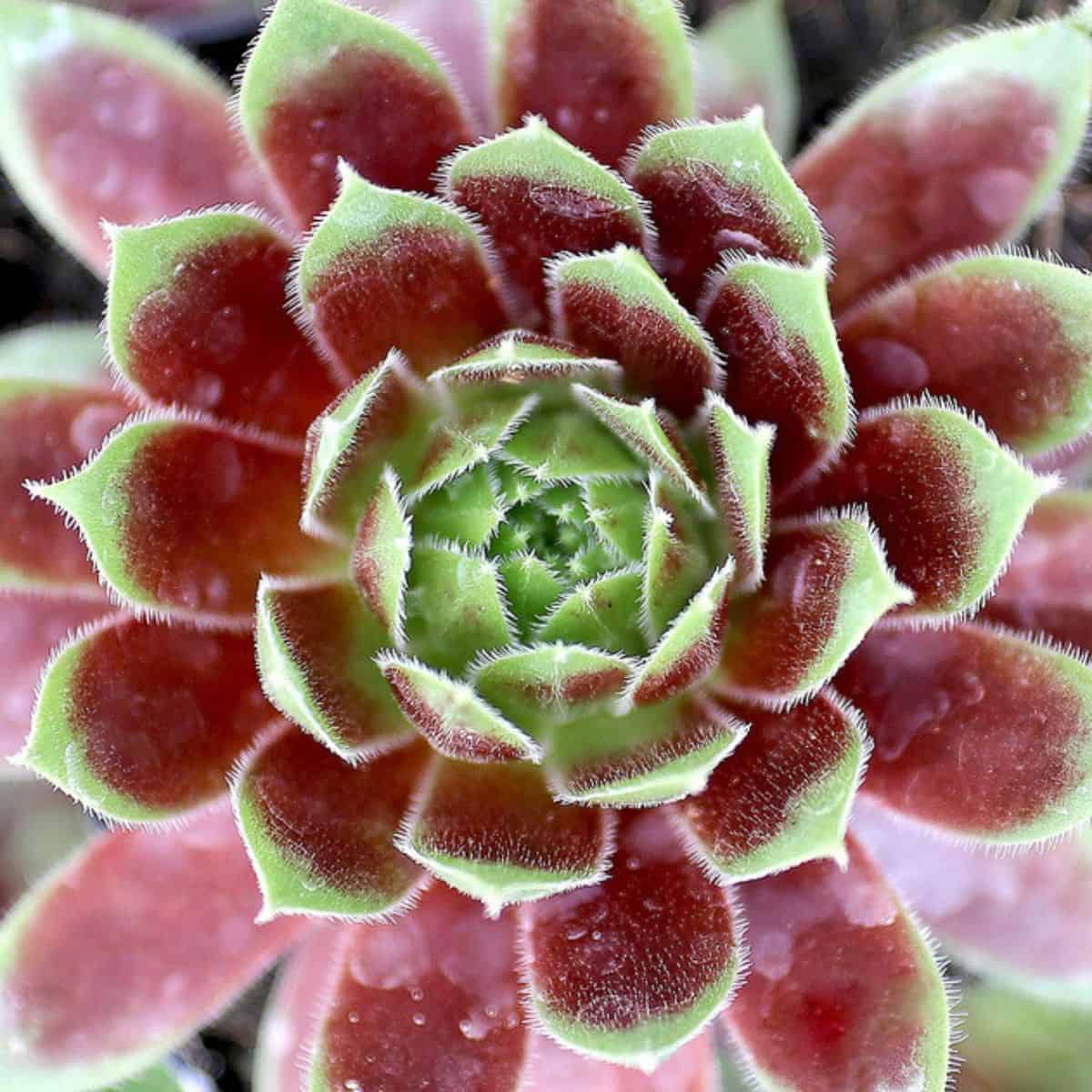 Sempervivum 'Black Velvet'