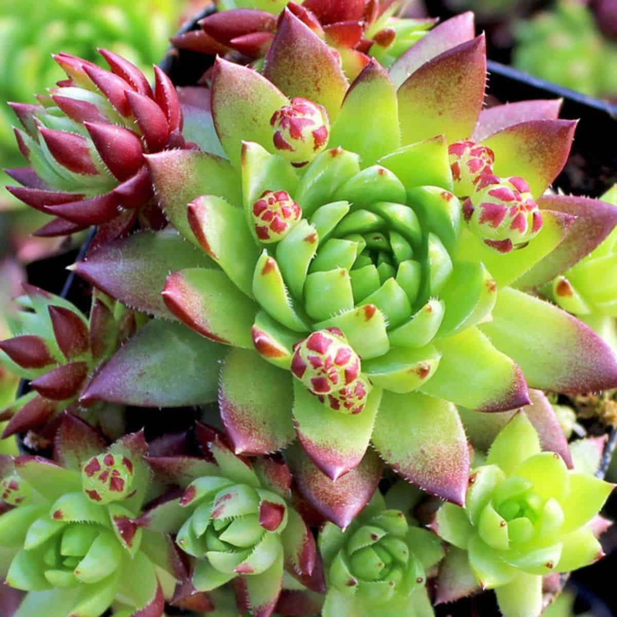 Sempervivum globiferum hirtum.