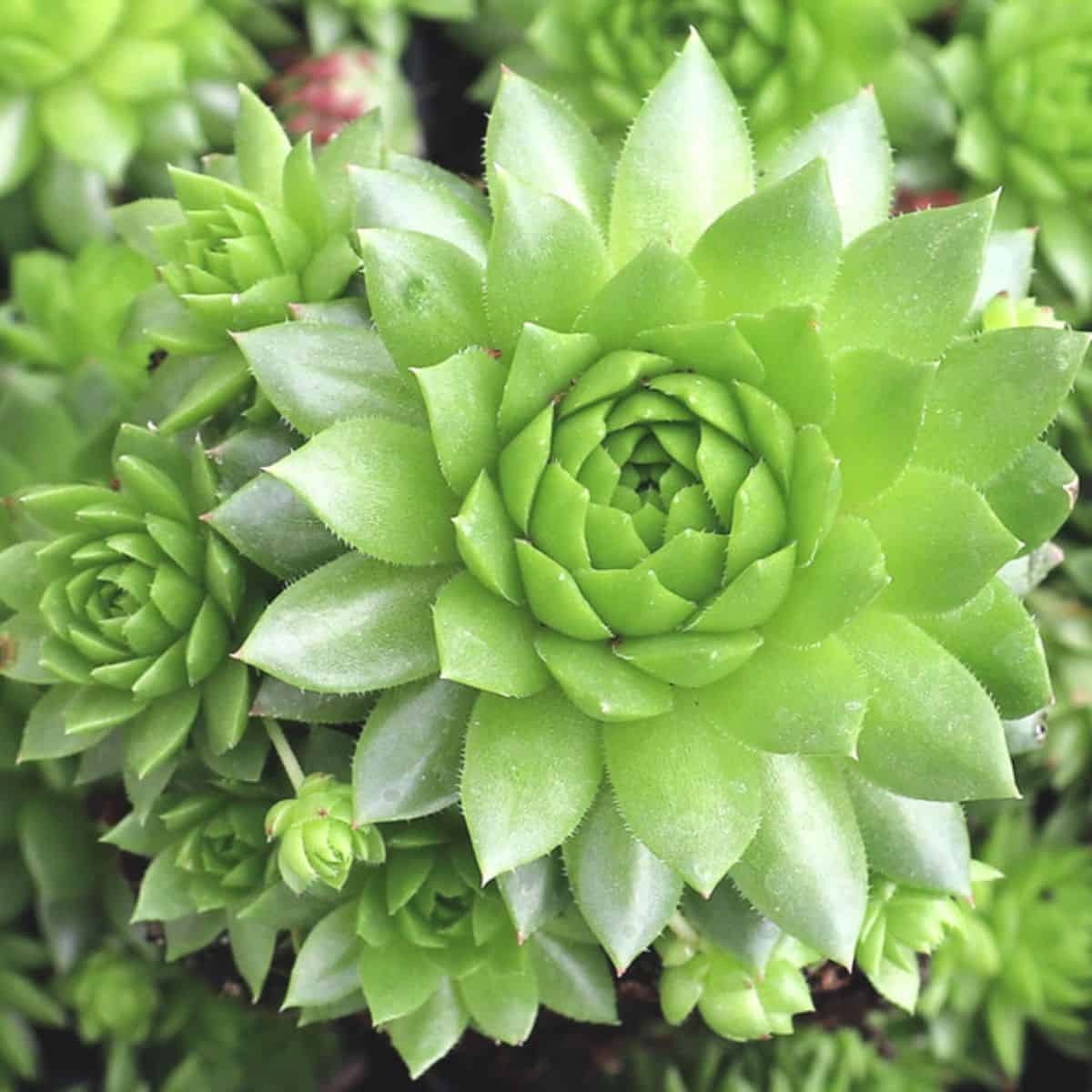 Sempervivum globiferum