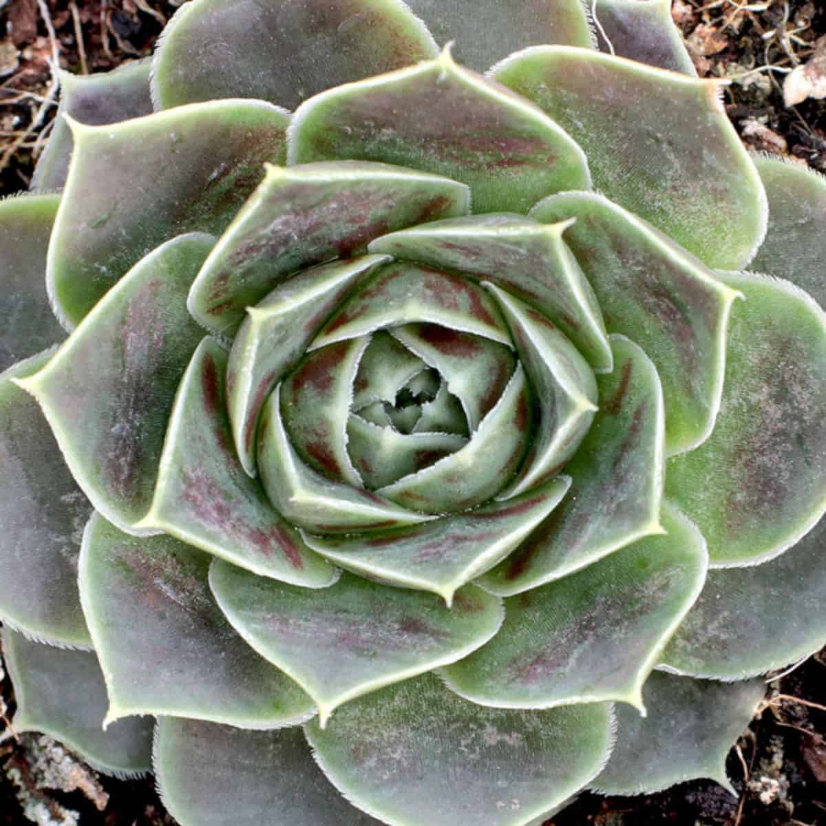 Sempervivum heuffelii 'Bermuda'
