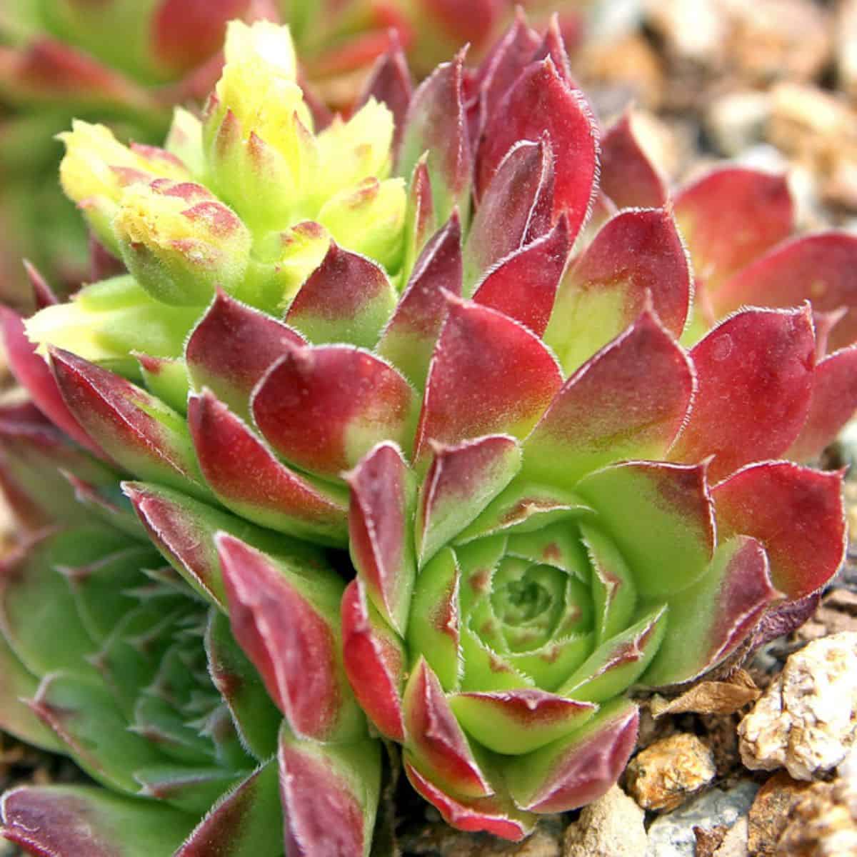 Sempervivum heuffelii 'Orange Tip'