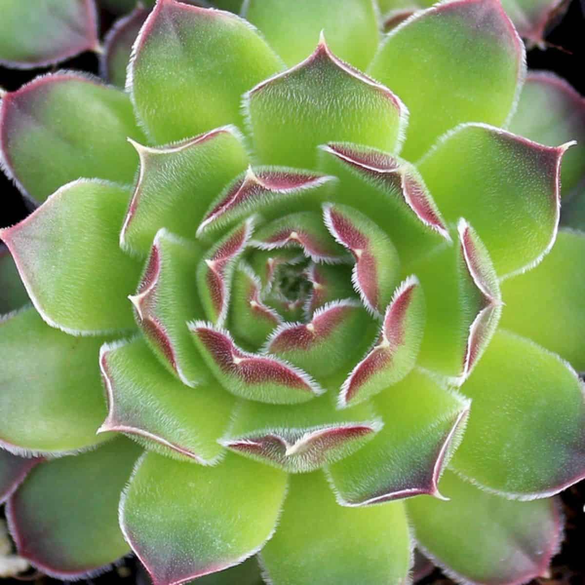 Sempervivum heuffelii