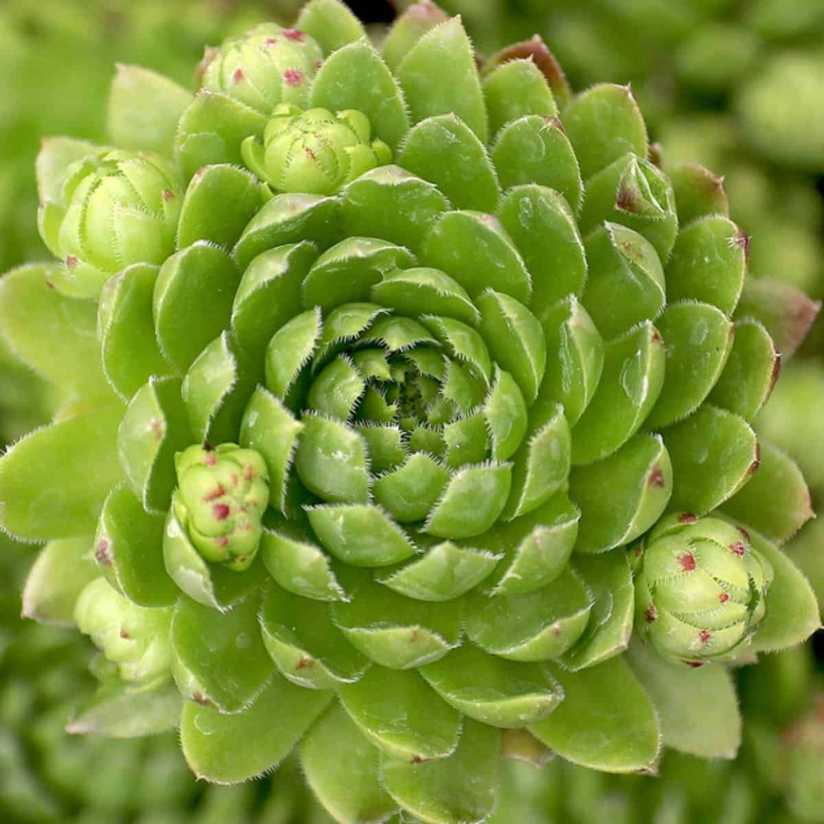 Sempervivum globiferum ssp. hirtum 'White Knight'