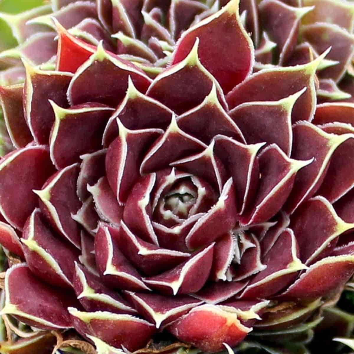 Sempervivum heuffelii 'Giuseppi