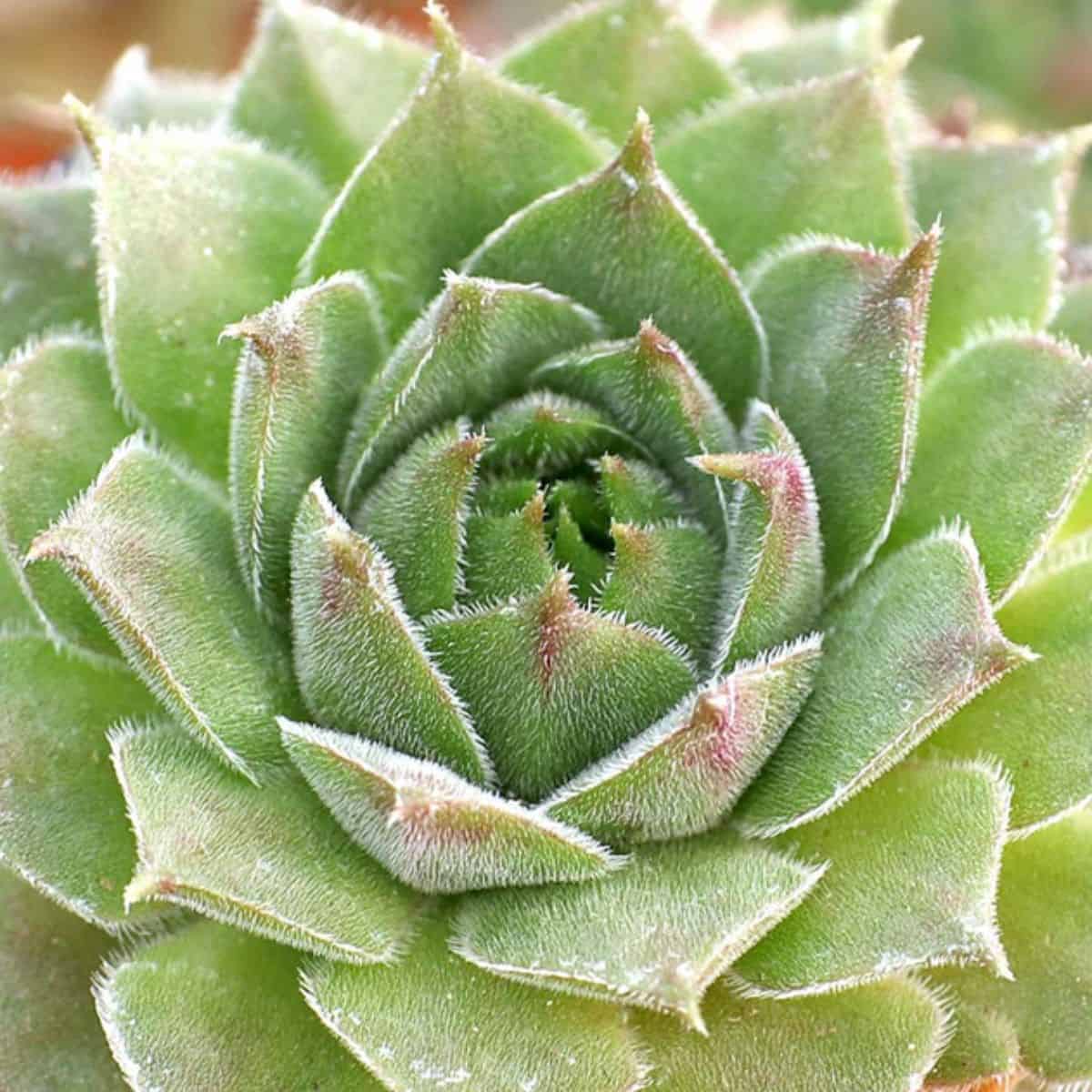 Sempervivum montanum ssp. burnatii