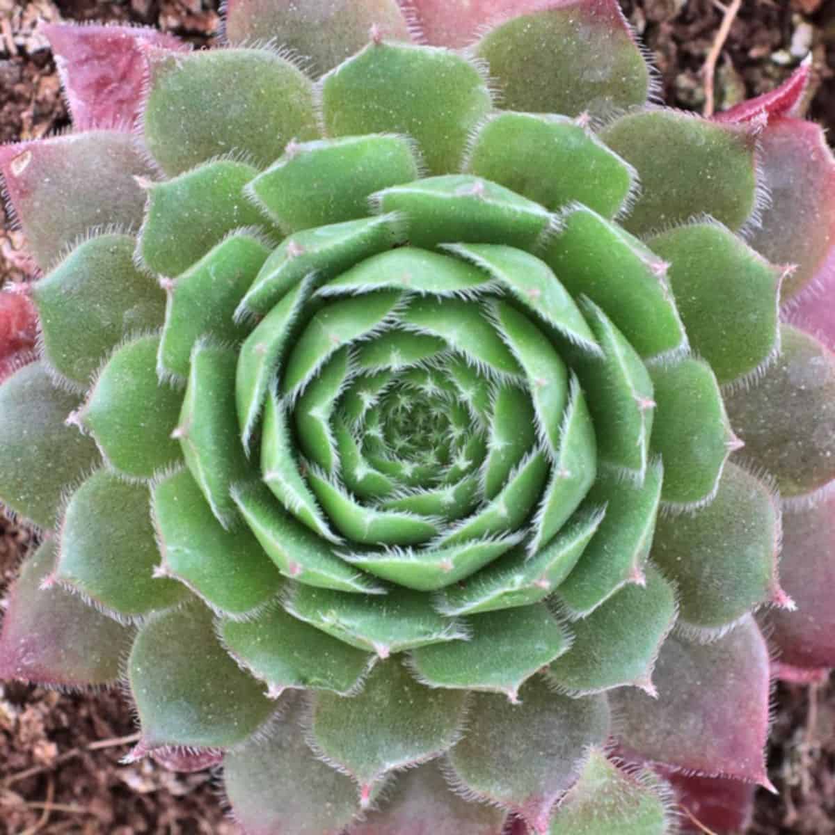 Sempervivum 'Orestes' 