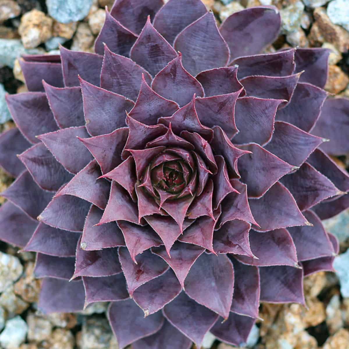 Sempervivum 'Purple Passion'