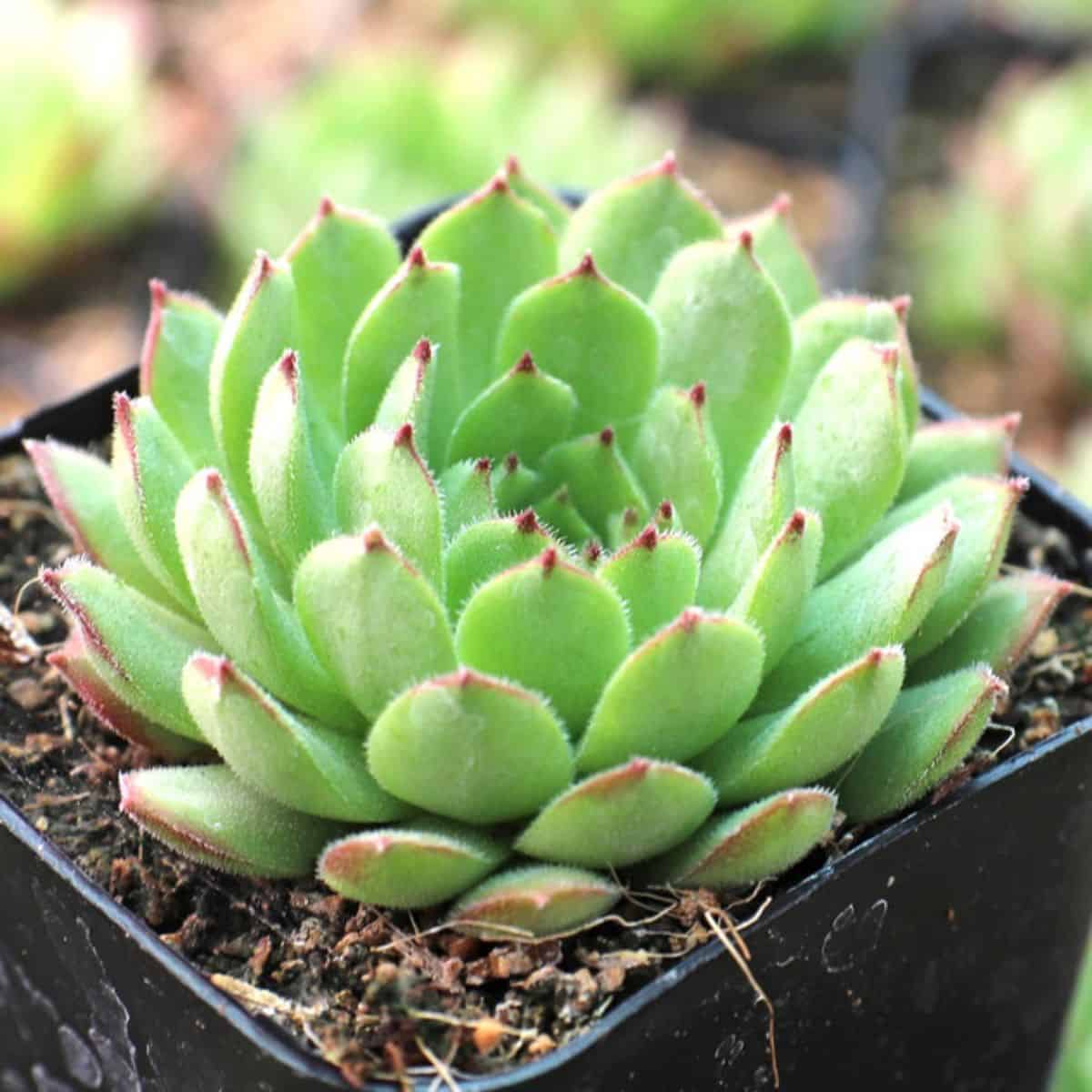 Sempervivum pittonii x montanum in a pot.