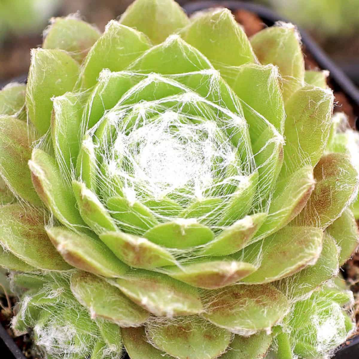 Sempervivum 'Lemon Babies' in a pot.