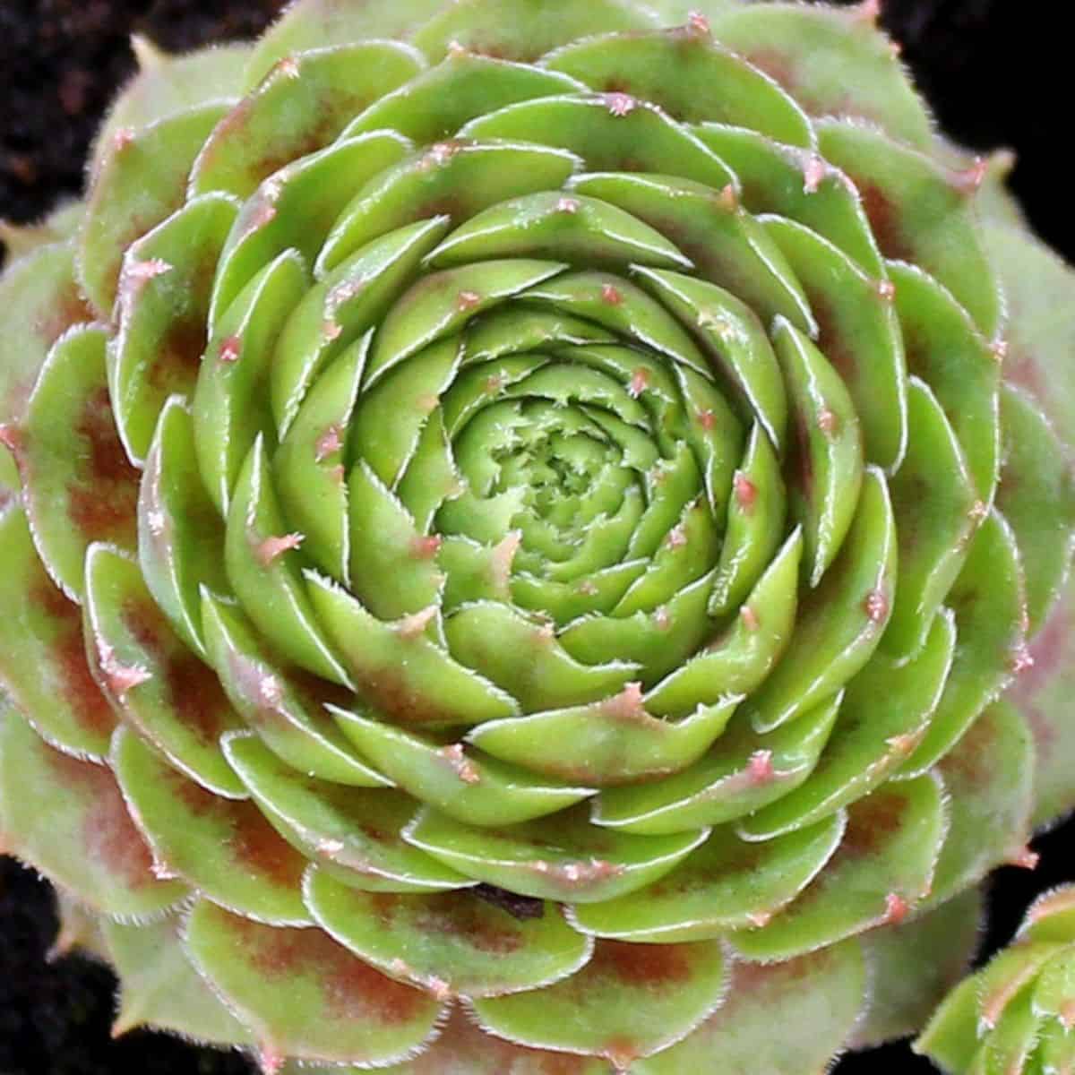 Sempervivum 'Mars' 