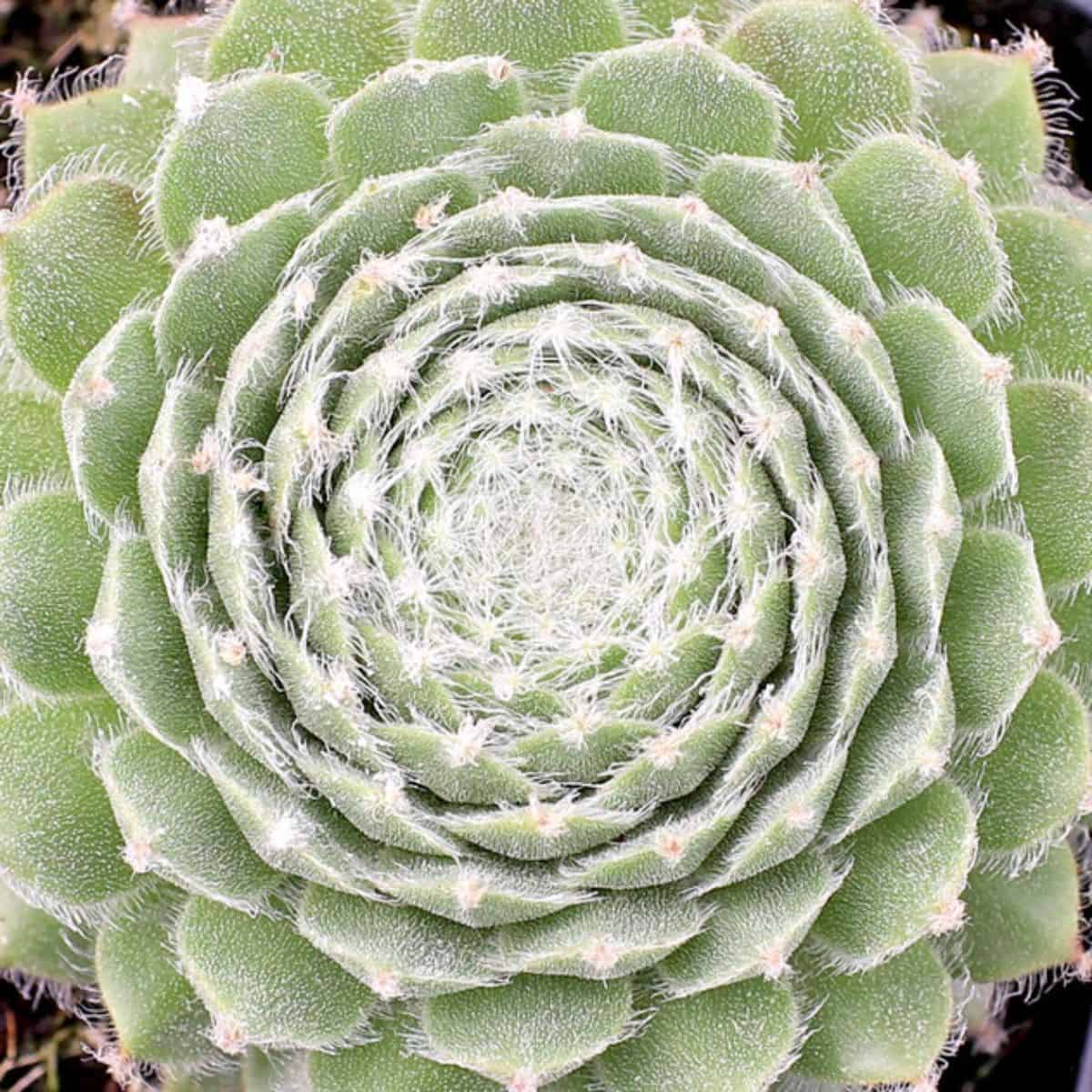 Sempervivum 'Butterfly' skrocki.