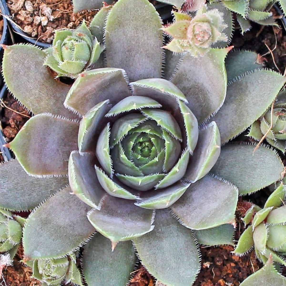 Sempervivum 'Emerald Empress'
