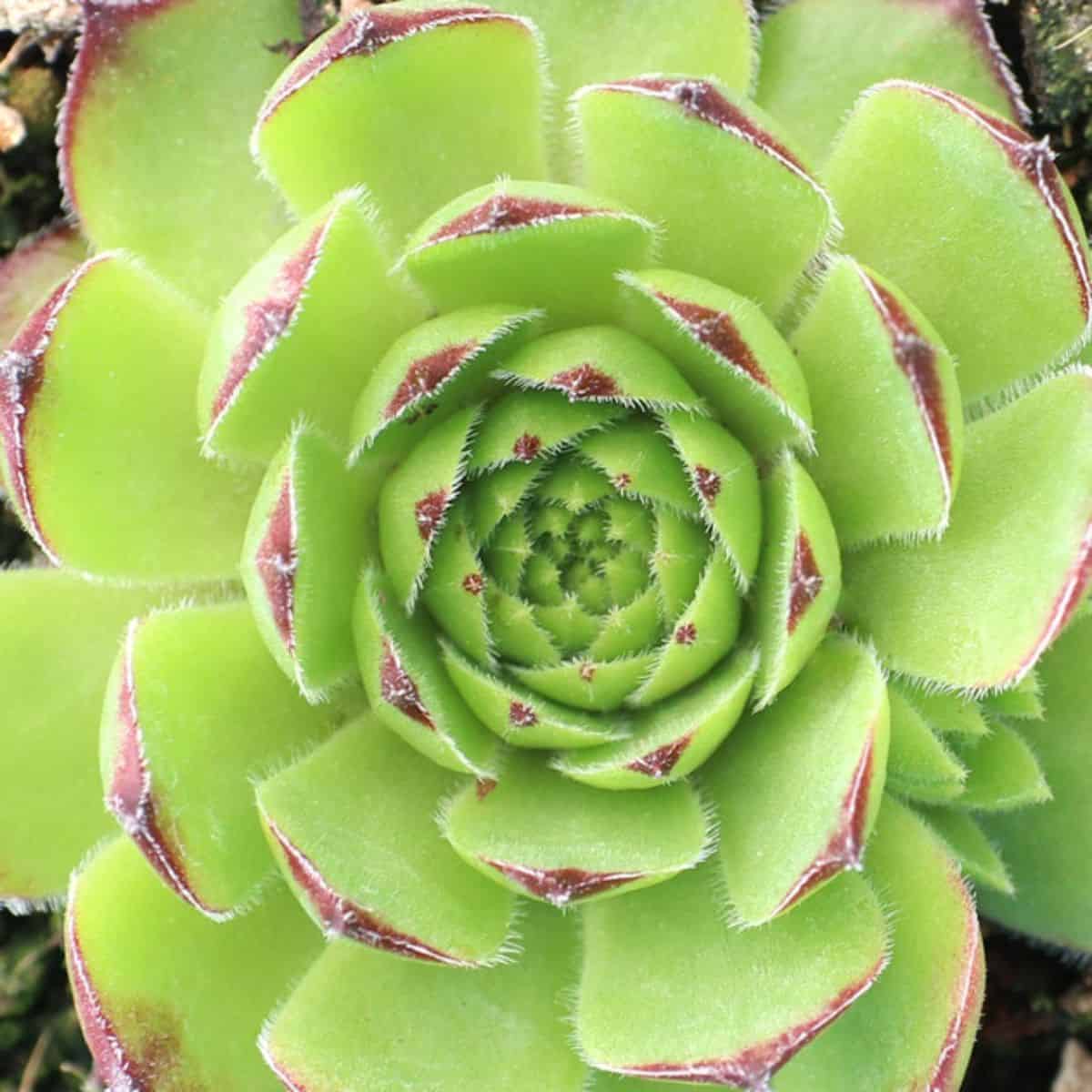 Sempervivum 'Lime Frost'