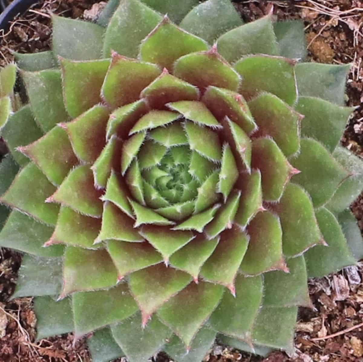 Sempervivum 'Tordeur's Memory'