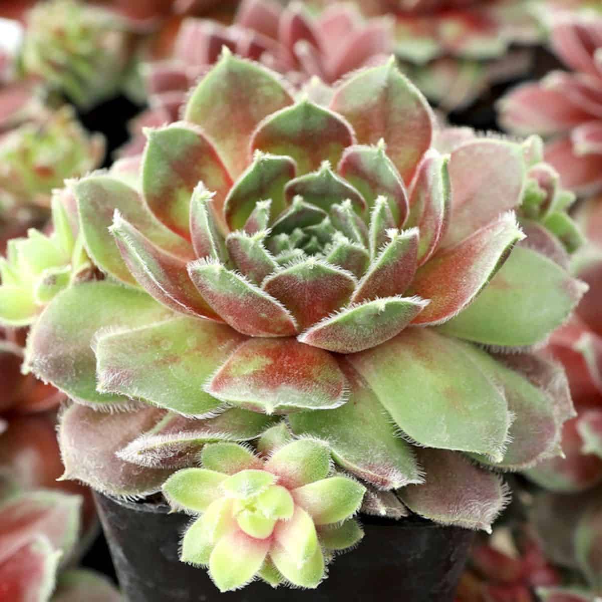 Sempervivum 'Seneca'
