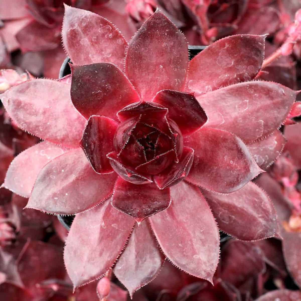 Sempervivum 'Red Zinger'