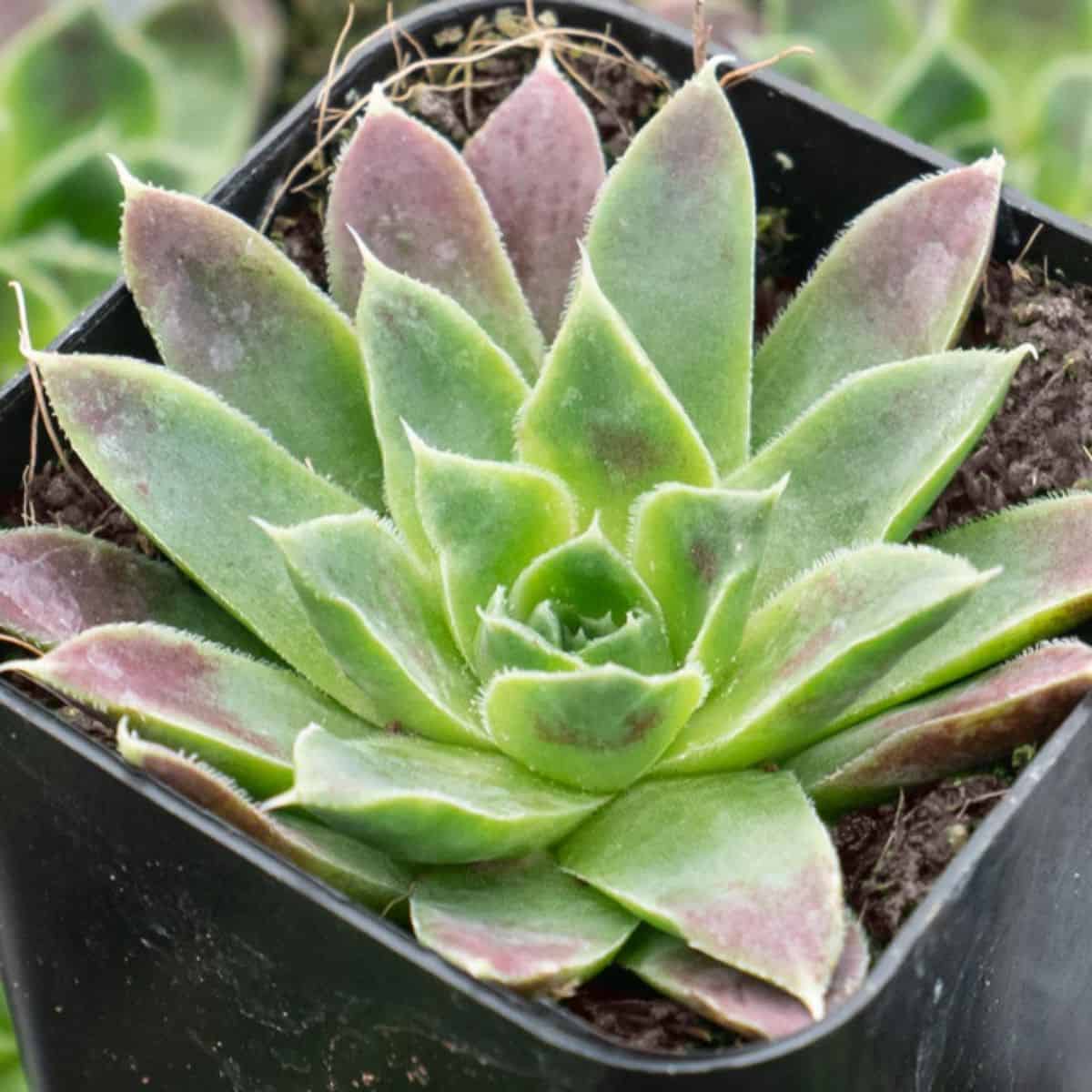 Sempervivum heuffelii 'Farao' in a pot.