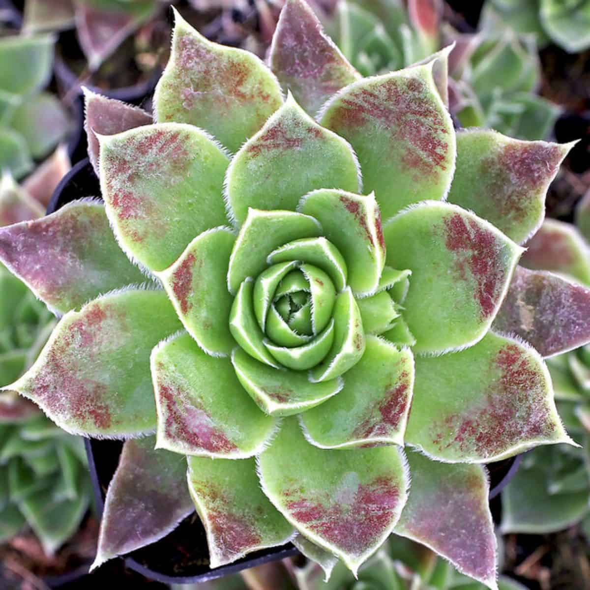 Sempervivum heuffelii 'Mont Rose'