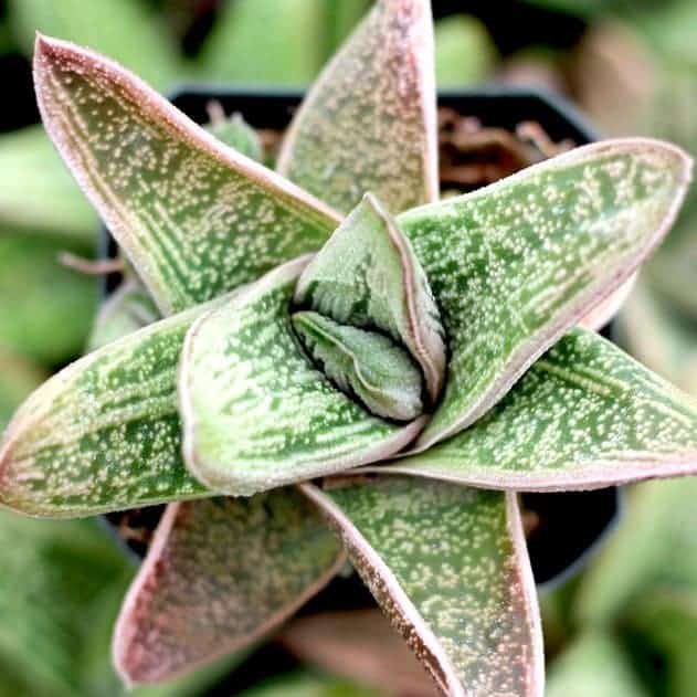 Gasteria ‘Little Warty’ close-up.
