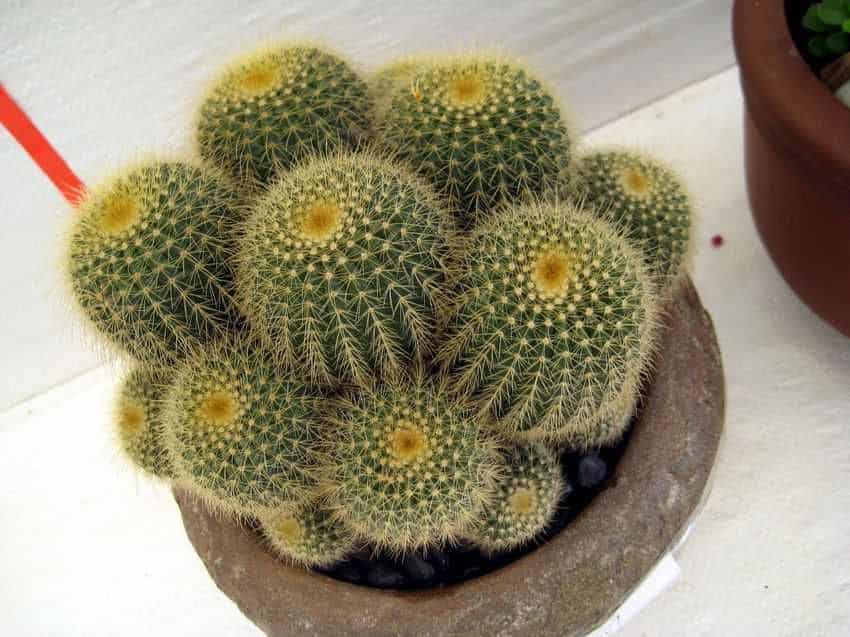 Parodia schumanniana growing in a pot.