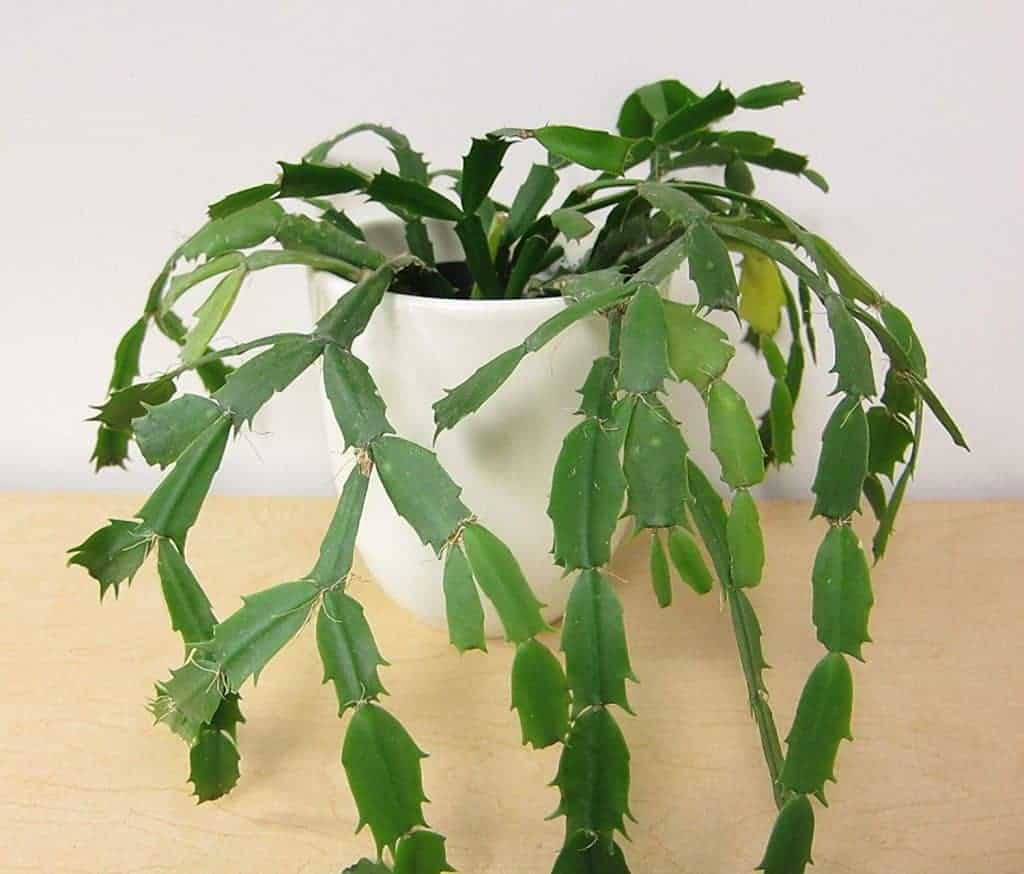 Schlumbergera truncata ‘Christmas Cactus’ growing in a pot.