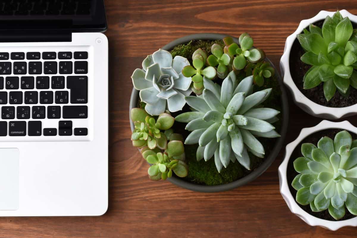 Succulents in pots next to a laptop on the table.