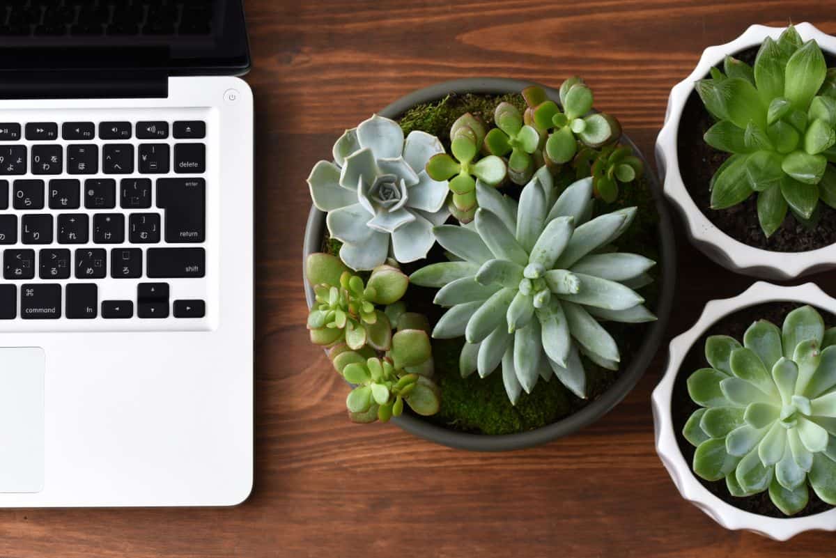 26 Best Succulents for Your Office - Sublime Succulents