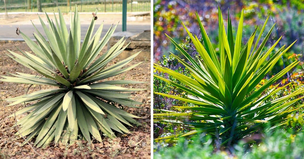 Image of agave and image of yucca.