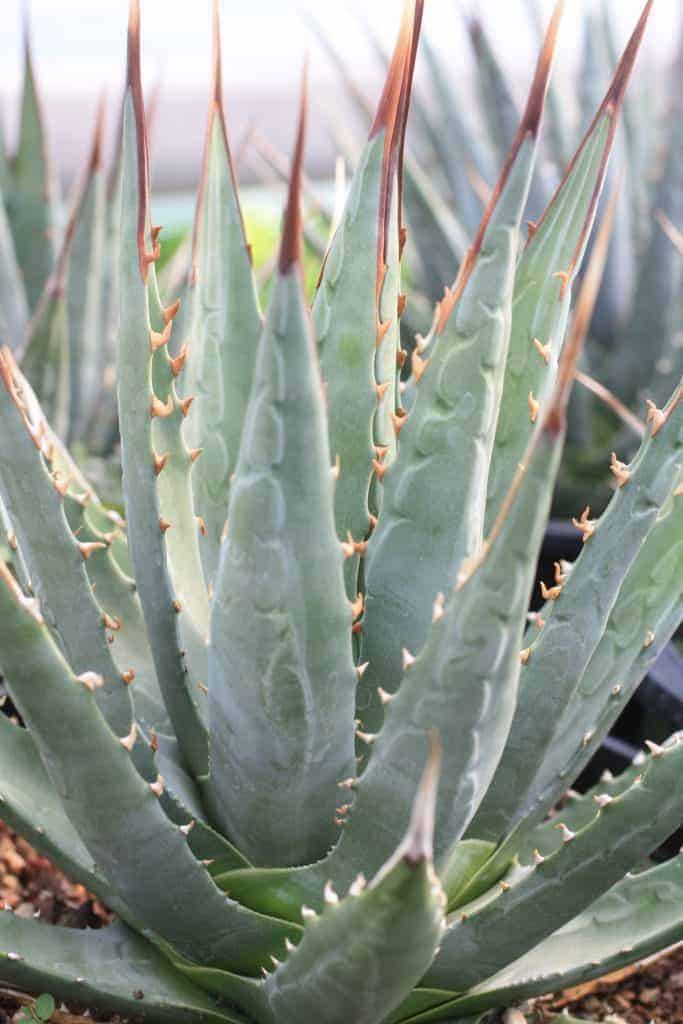 Agave leaves close-up outdoor.