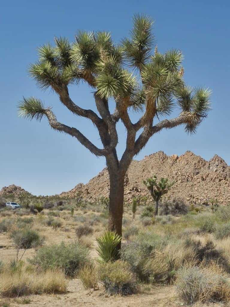 Joshua tree growing in dry dessert.