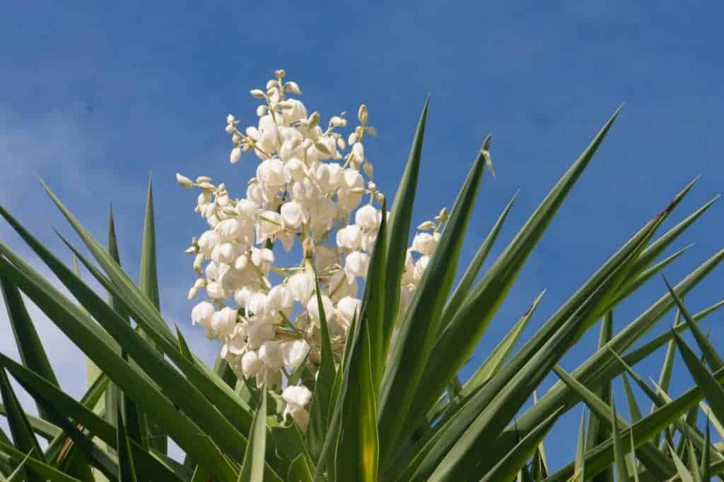 Flowering yucca succulent outdoor close-up.