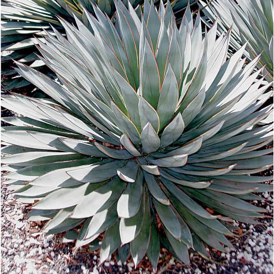 Agave succulent growing in rocky soil outdoor.