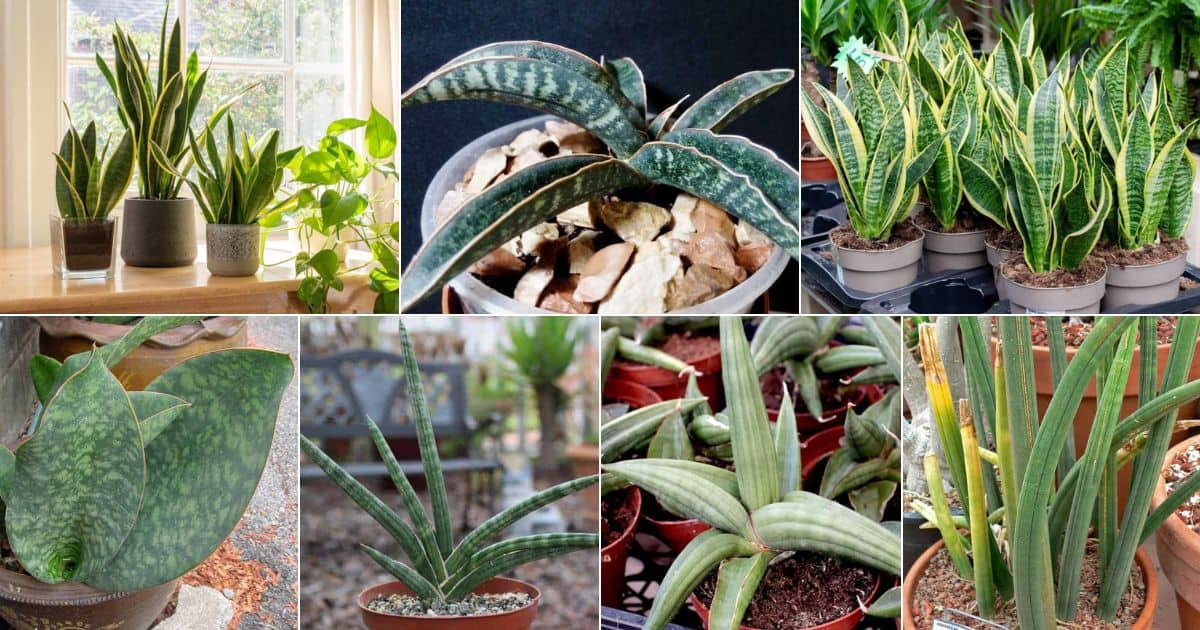 8 Types of Snake Plant - Most Popular Sansevieria Varieties