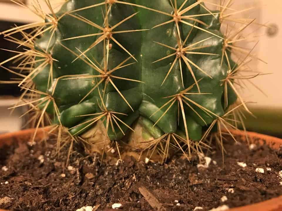 What is Cactus Corking? | Sublime Succulents