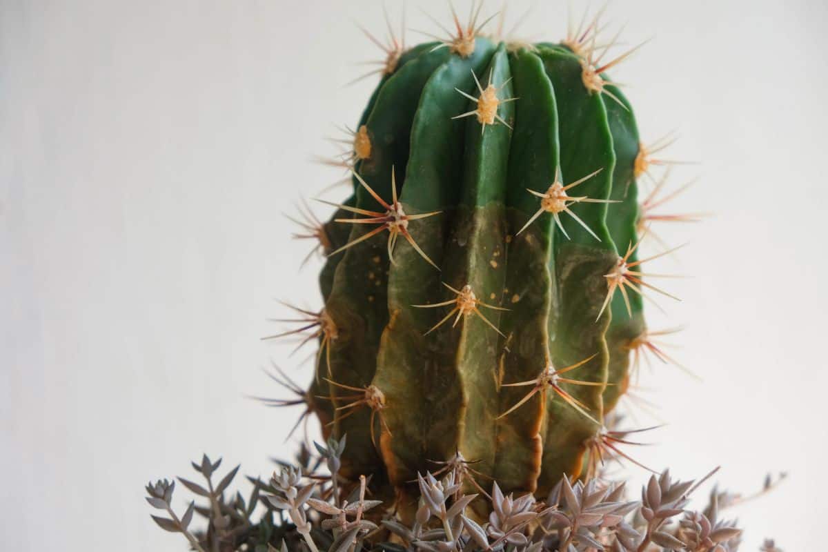Corking cactus close-up.