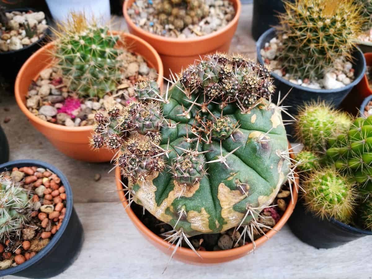 Corking cactus in a pot.