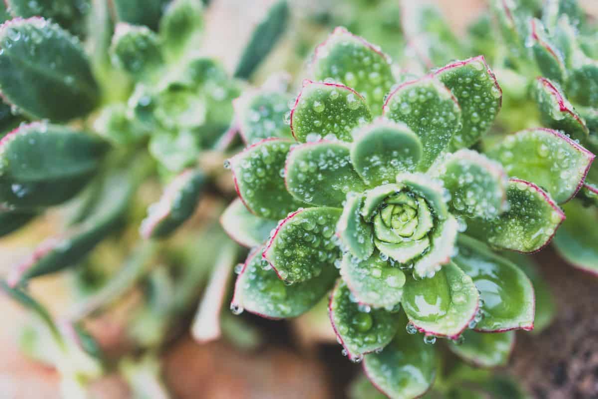 Echeveria with raindops close-up.