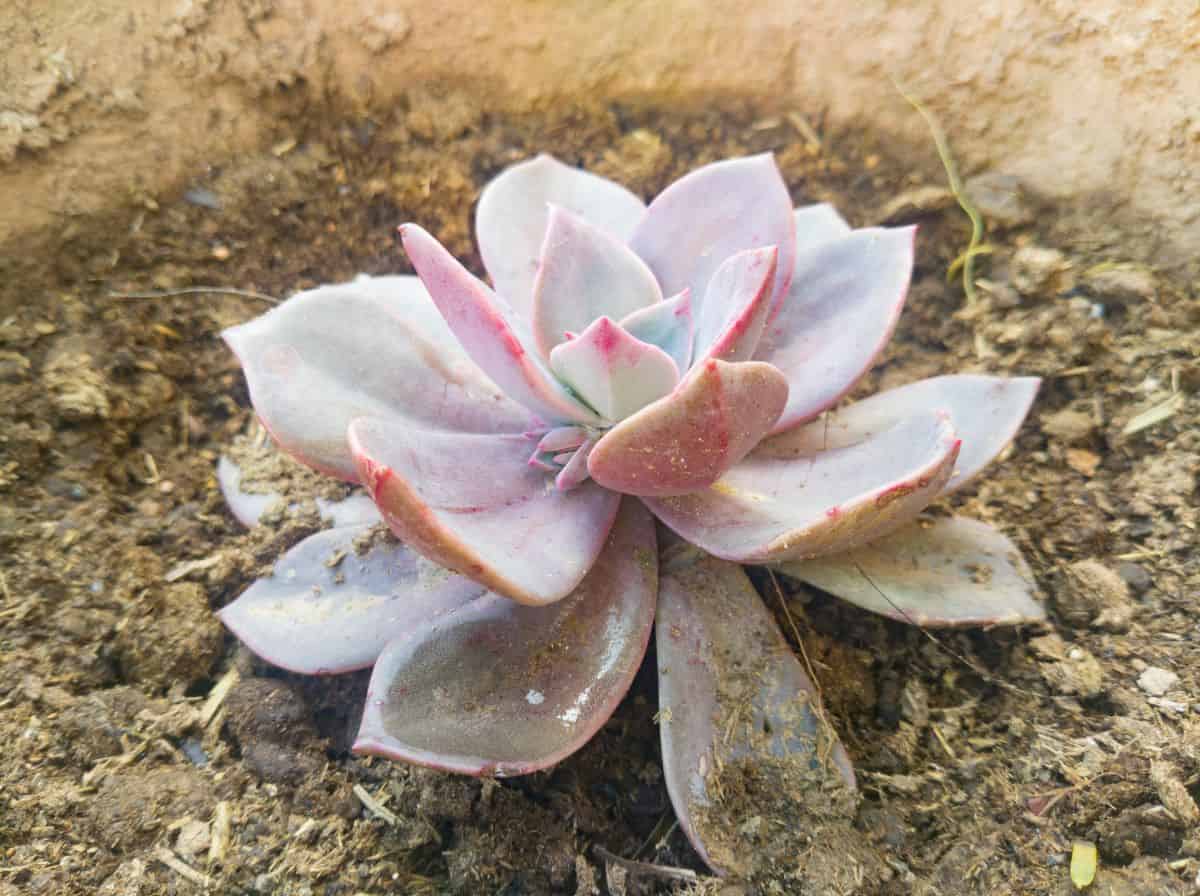 Echeveria succulent with a wax on leaves - farina.