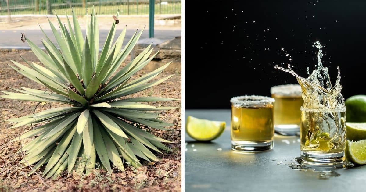 Image of a agave succulent and image of tequila shots on a table.