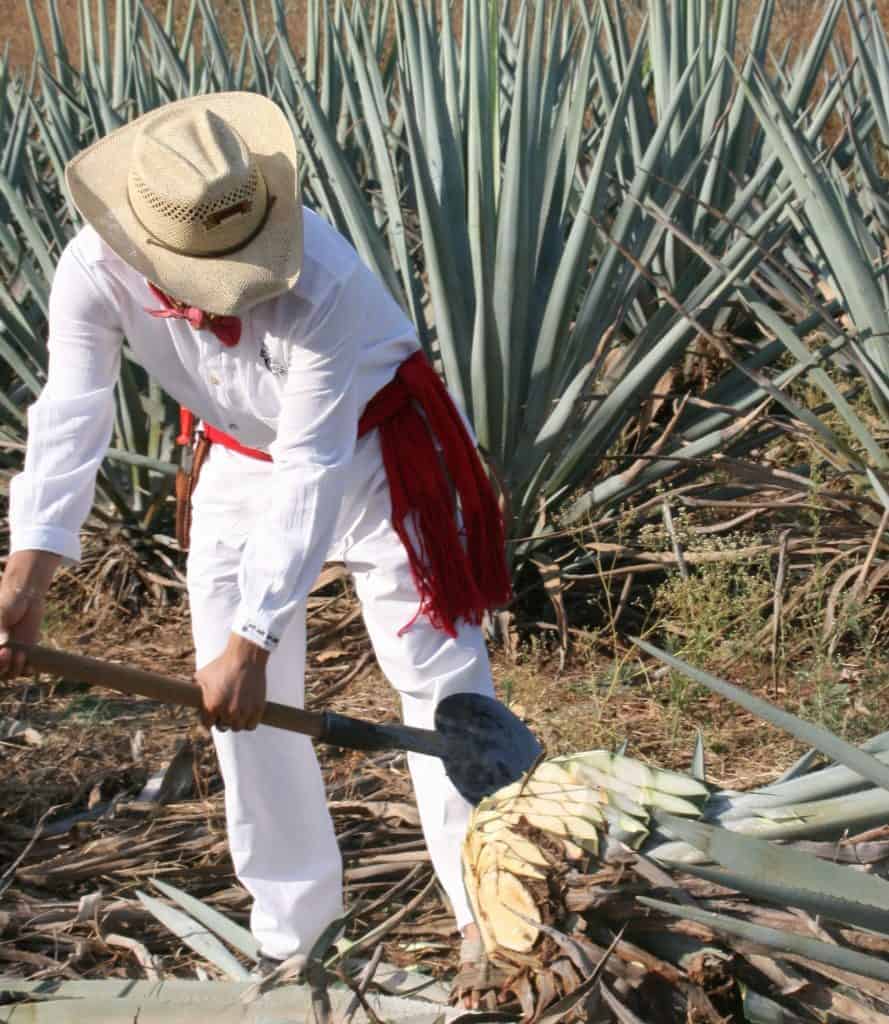 Farmer harvesting an agave succulent on a field.