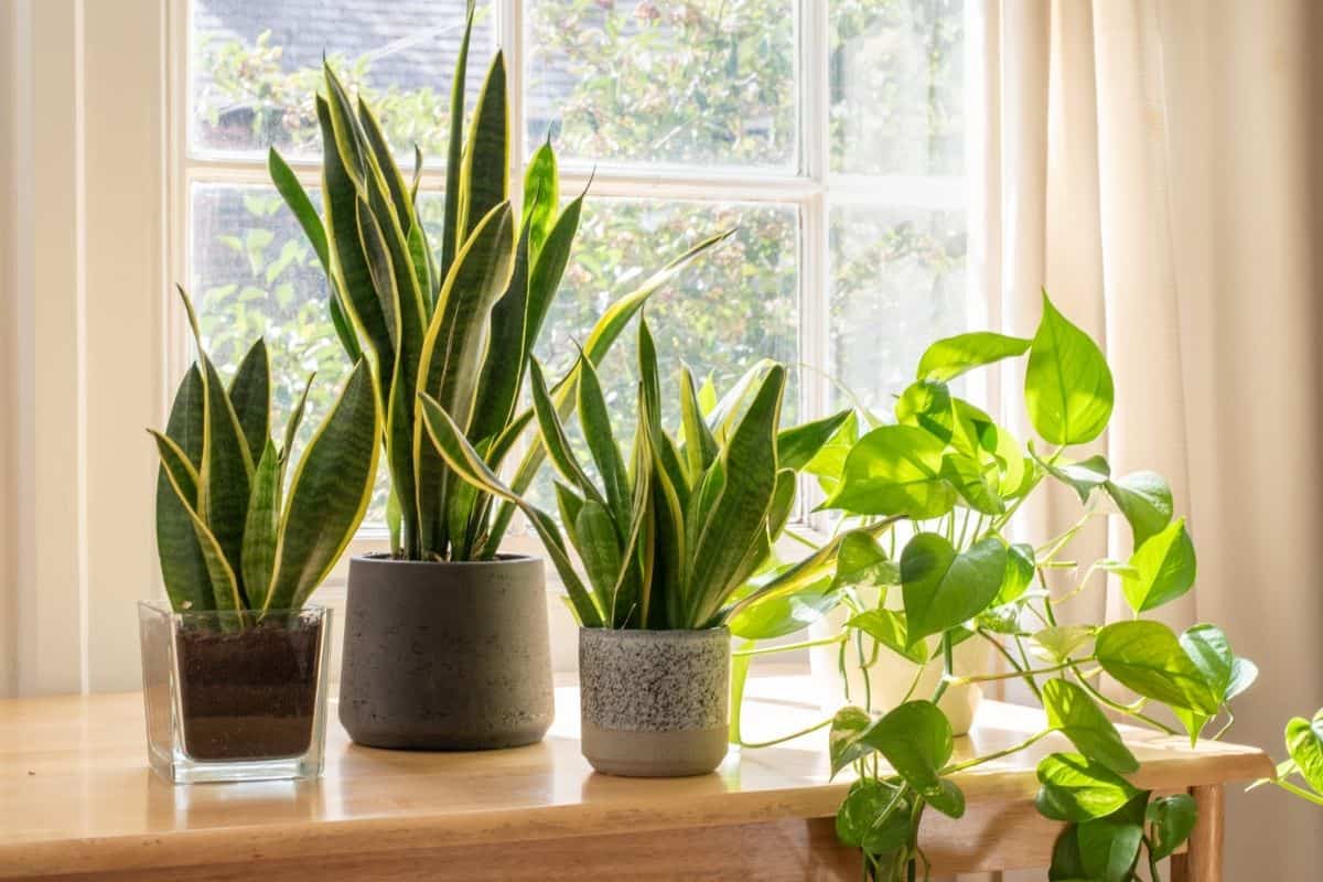 Three snake plants in pot near a window.