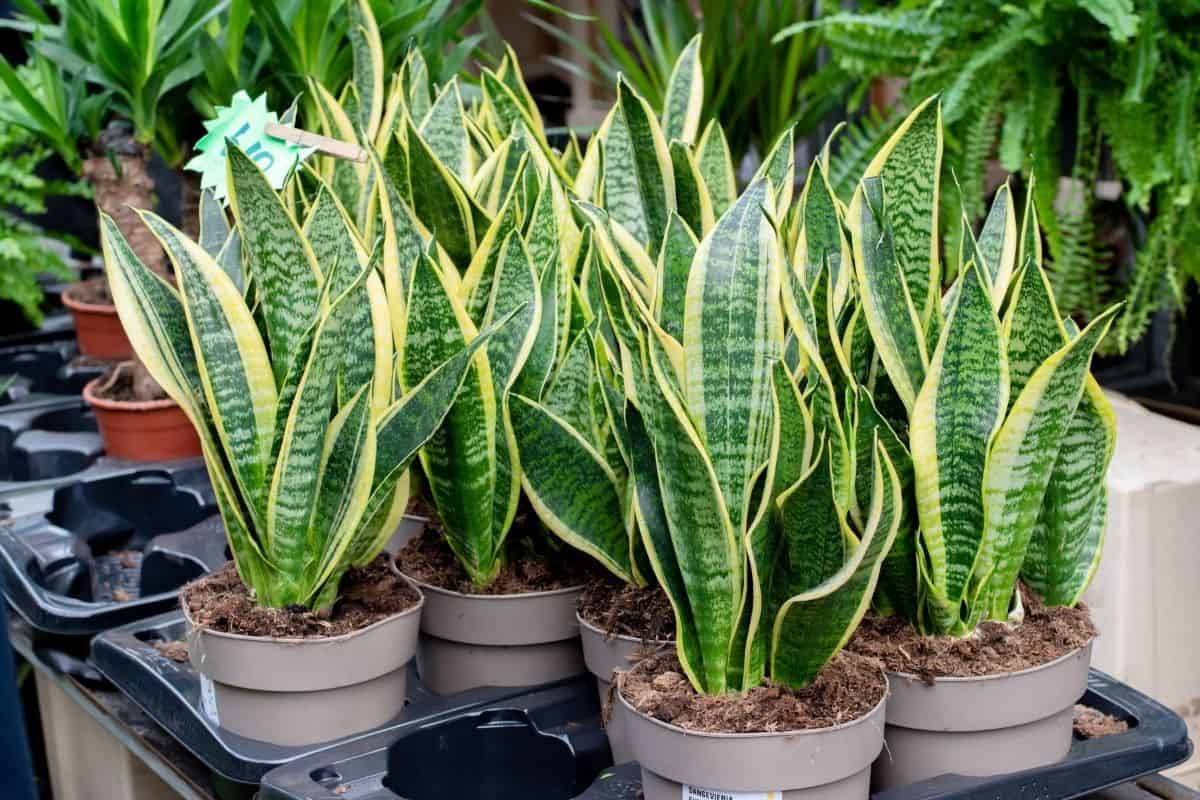 Bunch of snake plants in pots.